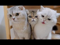 Kittens trying to steal daddy's medicine were so cute!