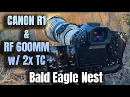 Bald Eagle Nest - Canon R1 w/ RF 600mm F4 Lens & 2x Teleconverter Video Quality Test