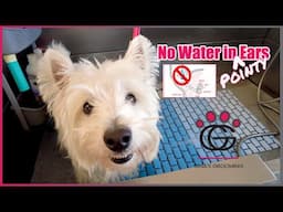 No Water in *Pointy* Ears! – Dewey the Westie demos bath protection for ears that stand up