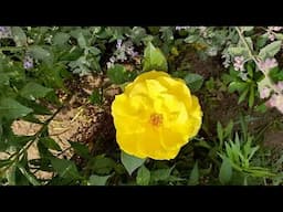 "Der Rosengarten im Berliner Tiergarten"