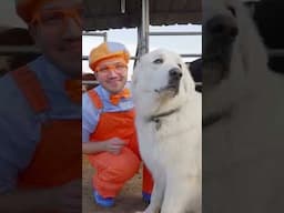 B👏I👏N👏G👏O👏 #bingo #puppy #blippi #shorts