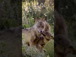 Wild & Free 🐺#wolfs  #nature  #documentary