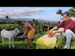 We bought plants and landscaping | Cow update