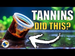 Are Tannins Secretly Destroying Your Aquarium? (Science Explained)