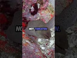 Giant Moray Eel: Breathing Myths and Hidden Jaws EXPLAINED! 🐉🌊