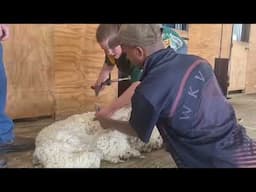 Hendrik Potgieter Agricultural School sheep shearing training