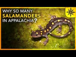 Why are there SO MANY Salamanders in Appalachia?