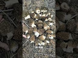 Hunting for MASSIVE MOREL Mushrooms in the Mountains of California