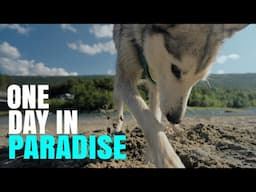 Adoptable Shelter Husky Dog Spends the Day in Paradise