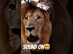 Crazy Lion Roar!🦁