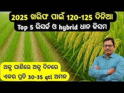 2025 ଖରିଫ ପାଇଁ 120-125 ଦିନିଆ ରିସର୍ଚ୍ଚ ଧାନ 30-35 qtl ଅମଳ