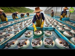Pufferfish Farming | The Amazing World's Largest Pufferfish Farm |Largest Fugu Fish Farming in China
