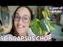 Scindapsus chop and 12+ months updates | Plant with Roos