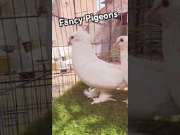 Fancy Pigeons, Hungarian