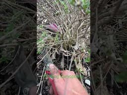 Pruning Caryopteris #earlybloomers #gardening