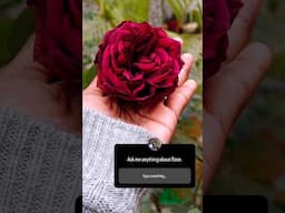 Ask me anything about Rose