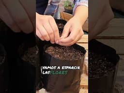 Siembra LAVANDA en maceta🌱🪻