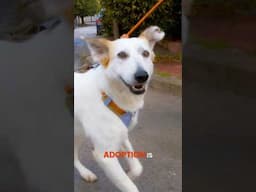 From Near Death to the happiest dog! #dogadoption #dogslife