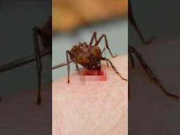Can a Soldier Ant Bite Rip Flesh?