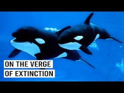 This One Change Could Save an Entire Species