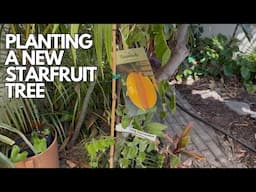 PLANT A NEW STAR FRUIT TREE - Fwang Tung Carambola