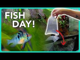 Adding Fish to my Rainbow Boa’s GIANT Bioactive Paludarium