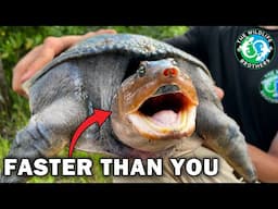 These CRAZY Florida Reptiles Will Blow Your Mind