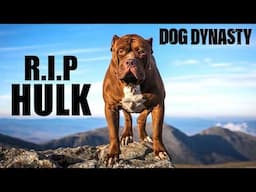 RIP Hulk - The World's Biggest Pitbull | DOG DYNASTY