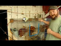 New Zealand Rabbits - Finally Some New Zealand Rabbit Updates With New Zealand Rabbit Babies!