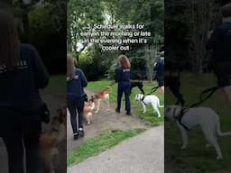 Battersea's Hot Weather Advice for Dogs