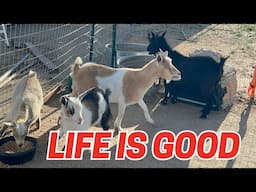 Not Even Kidding… These Baby Goats Are Silly
