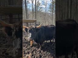 Highland Cow Airbnb in North Carolina
