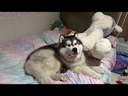 Adorable Baby Boy Can't Sleep Without His Husky! (Cutest Ever!!)