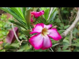 Adenium Obesum / Desert Rose / how l take / care