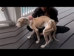 Shunned Because of Body Odor, This Timid Dog Begs for One Thing That Stuns Everyone