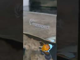 Maxspect Dice AIO 🐠