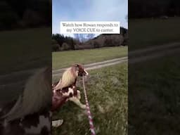 Canter on Voice Cue