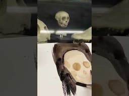 Sketching a Monkey Skull