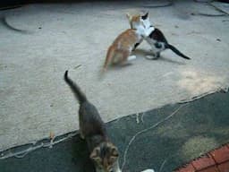 Kittens Gone Wild
