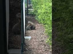 My #malamute killed a #groundhog last week and then we discovered his family living in our yard. 🥹