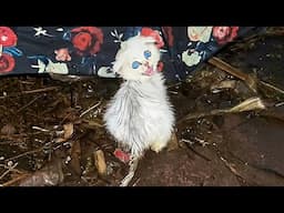 An abandoned kitten with rectal prolapse trembled in pain,desperately crying out to me for help