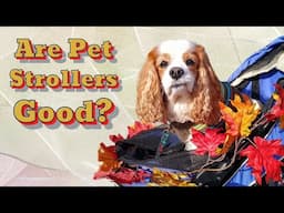 Are Pet Strollers Good?  Are Pet Strollers Worth It?