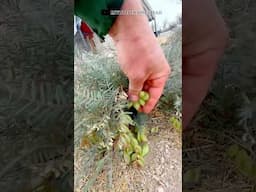 What Kind of Plant is This? Nature's Bubble Wrap?