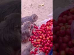 Monkey #minivlog