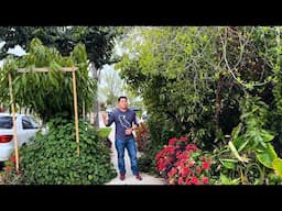 Tips I Wished I Knew Before Growing Tropical Fruit Trees in California's Central Valley