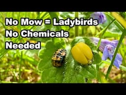 Let it Grow: What 500 Ladybirds Taught Me