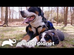 Best Moments of Fatherly Love! | Too Cute! | Animal Planet