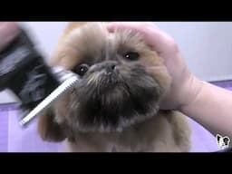 See the Amazing Before and After Dog Grooming!