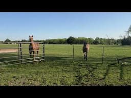 Horses Looking Out For Each Other - Ransom Was Stiff When He Got Up