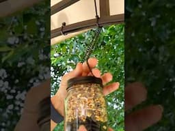 Dollar tree bird feeder DIY